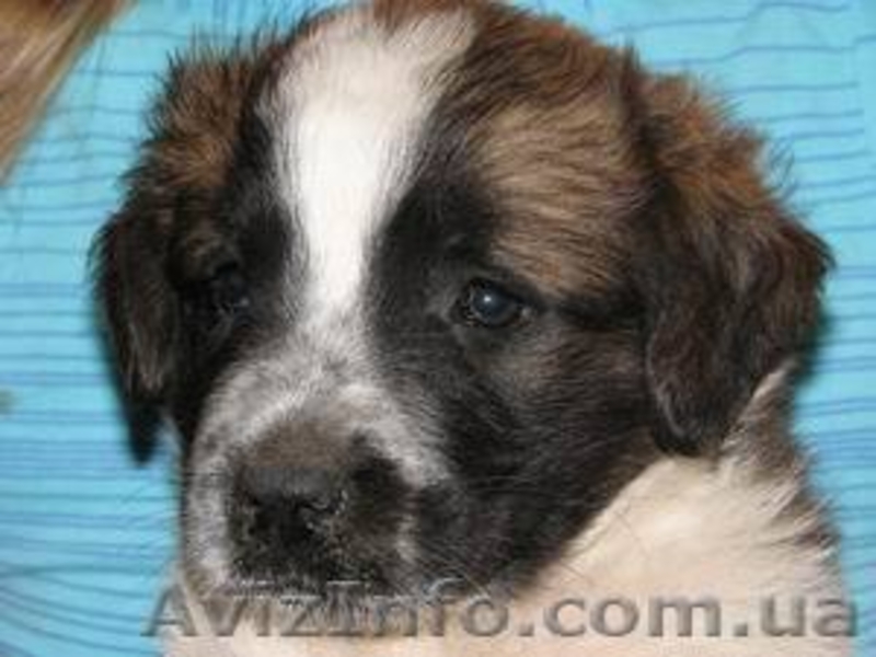 Продам щенка сенбернара и московской сторожевой - <ro>Изображение</ro><ru>Изображение</ru> #4, <ru>Объявление</ru> #63989