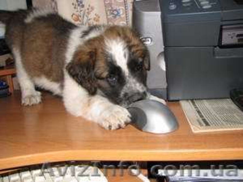 Продам щенка сенбернара и московской сторожевой - <ro>Изображение</ro><ru>Изображение</ru> #5, <ru>Объявление</ru> #63989