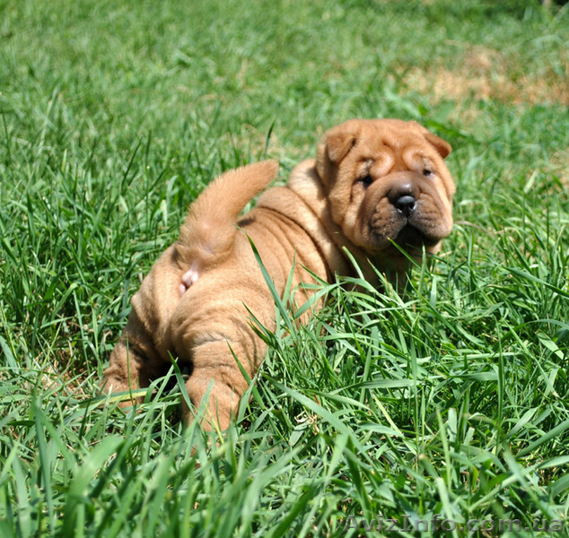 ШАРПЕЯ клубные щенки для дома и ШОУ - <ro>Изображение</ro><ru>Изображение</ru> #4, <ru>Объявление</ru> #65197