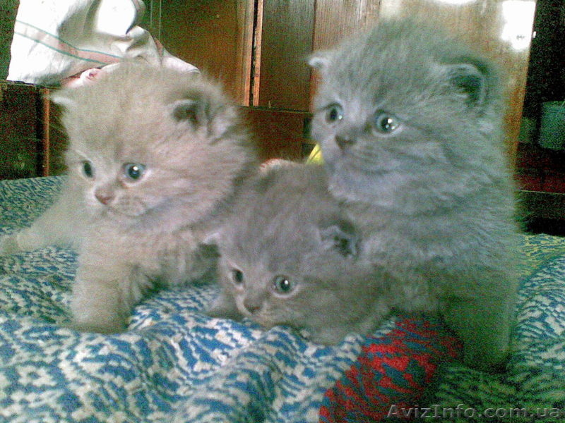 котята шотландские вислоухие и скотиш страйт - <ro>Изображение</ro><ru>Изображение</ru> #1, <ru>Объявление</ru> #73680