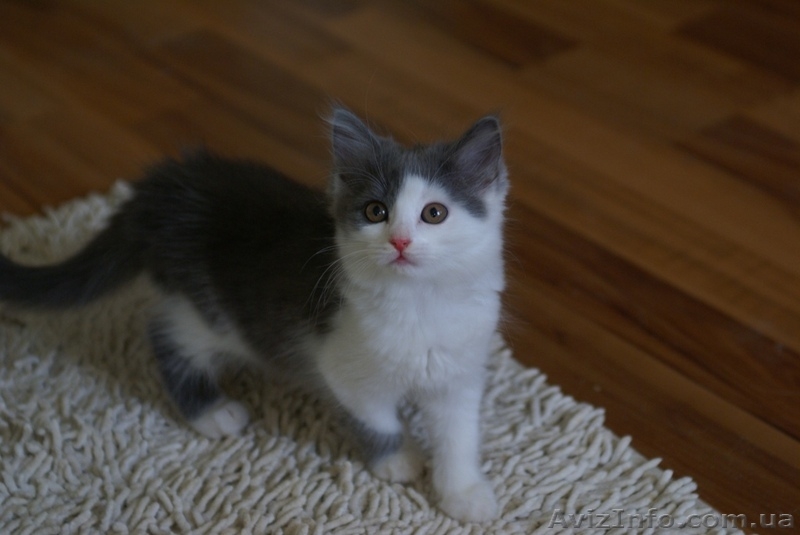 Шотландских очаровательных котят - <ro>Изображение</ro><ru>Изображение</ru> #3, <ru>Объявление</ru> #55849