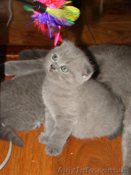 Продам плюшевых шотландцев, Маршала Жукова (1 500,00 грн.) - <ro>Изображение</ro><ru>Изображение</ru> #1, <ru>Объявление</ru> #72828