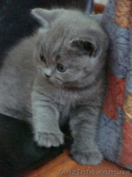 Продам плюшевых шотландцев, Маршала Жукова (1 500,00 грн.) - <ro>Изображение</ro><ru>Изображение</ru> #2, <ru>Объявление</ru> #72828