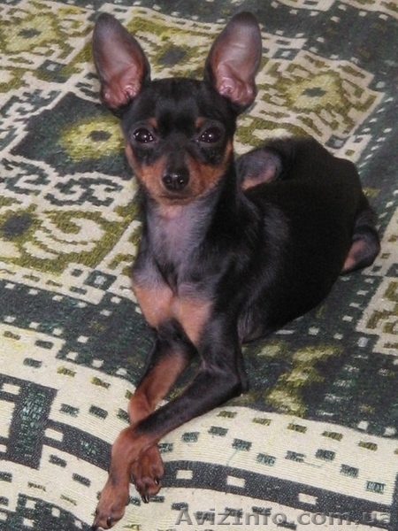 Предлагаю для вязки Русского Той терьера - <ro>Изображение</ro><ru>Изображение</ru> #1, <ru>Объявление</ru> #73703