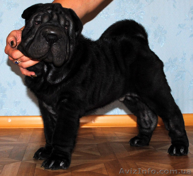 ШАРПЕЯ клубные щенки для дома и ШОУ - <ro>Изображение</ro><ru>Изображение</ru> #1, <ru>Объявление</ru> #65197