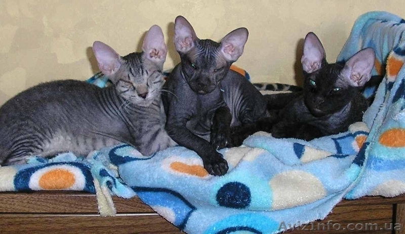 Эксклюзивные котята донского сфинкса - <ro>Изображение</ro><ru>Изображение</ru> #1, <ru>Объявление</ru> #69376