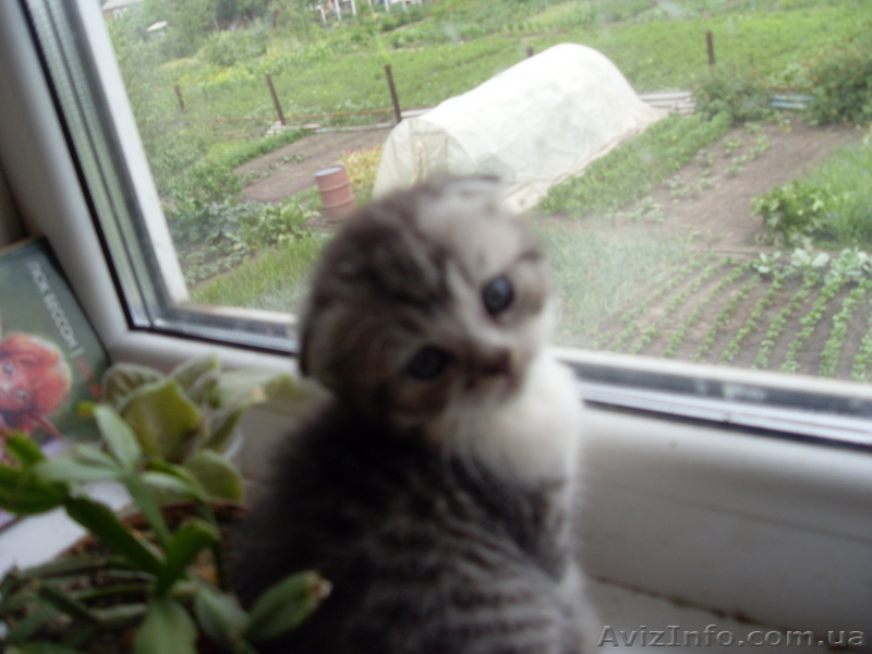 котята шотландские вислоухие и скотиш страйт - <ro>Изображение</ro><ru>Изображение</ru> #3, <ru>Объявление</ru> #73680