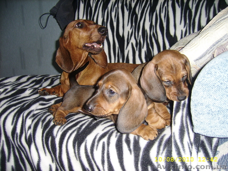 Продам щенков таксы (Салтовка) - <ro>Изображение</ro><ru>Изображение</ru> #1, <ru>Объявление</ru> #73952