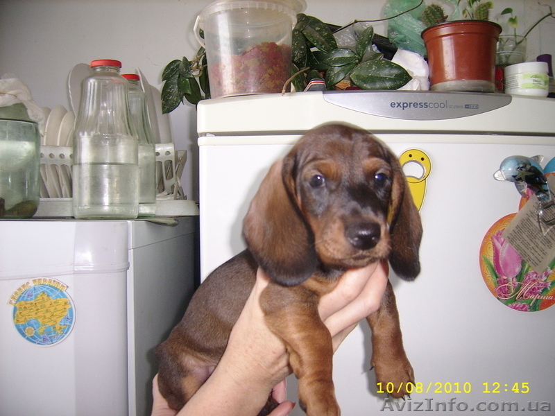 Продам щенков таксы (Салтовка) - <ro>Изображение</ro><ru>Изображение</ru> #3, <ru>Объявление</ru> #73952