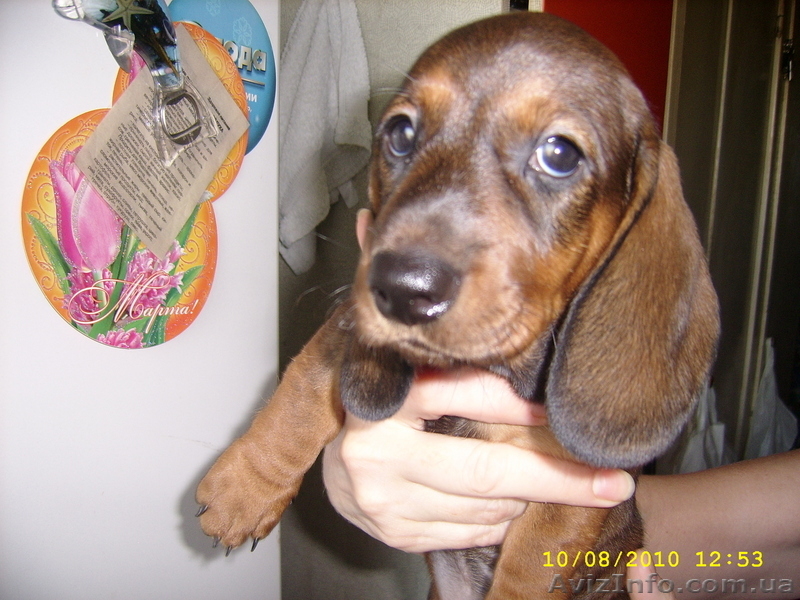 Продам щенков таксы (Салтовка) - <ro>Изображение</ro><ru>Изображение</ru> #4, <ru>Объявление</ru> #73952