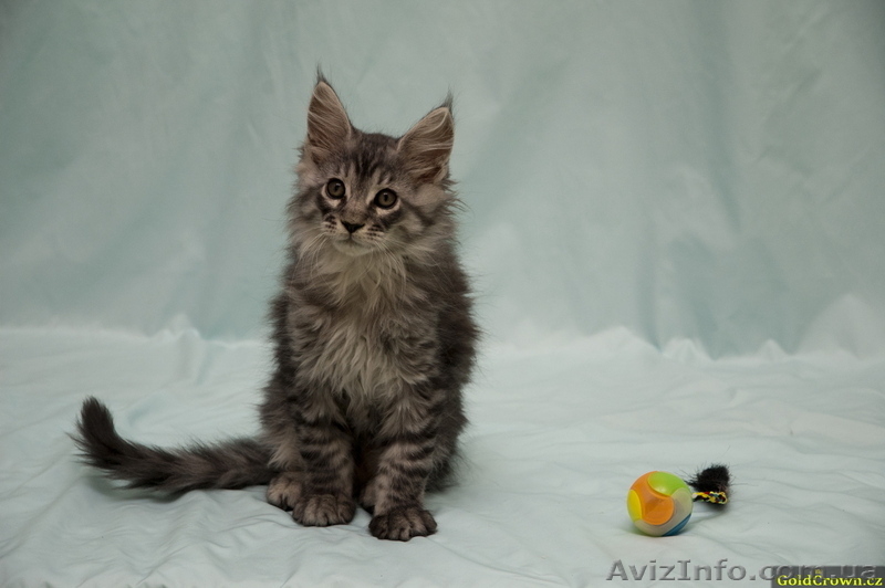 Котята  Мейн кун (Maine coon)  из чешского питомника - <ro>Изображение</ro><ru>Изображение</ru> #3, <ru>Объявление</ru> #62517