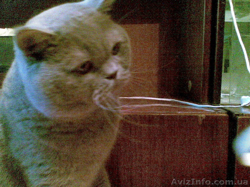 британец, страйт ,вислоухий коты для вязок - <ro>Изображение</ro><ru>Изображение</ru> #1, <ru>Объявление</ru> #74685