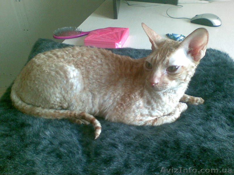  кот корниш рекс для вязок - <ro>Изображение</ro><ru>Изображение</ru> #3, <ru>Объявление</ru> #74692
