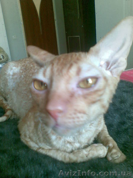  кот корниш рекс для вязок - <ro>Изображение</ro><ru>Изображение</ru> #2, <ru>Объявление</ru> #74692