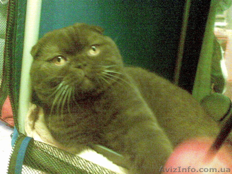 британец, страйт ,вислоухий коты для вязок - <ro>Изображение</ro><ru>Изображение</ru> #3, <ru>Объявление</ru> #74685