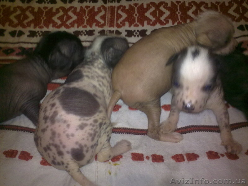 щенки китайской хохлатой - <ro>Изображение</ro><ru>Изображение</ru> #1, <ru>Объявление</ru> #75075