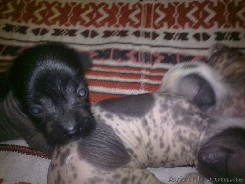 щенки китайской хохлатой - <ro>Изображение</ro><ru>Изображение</ru> #2, <ru>Объявление</ru> #75075