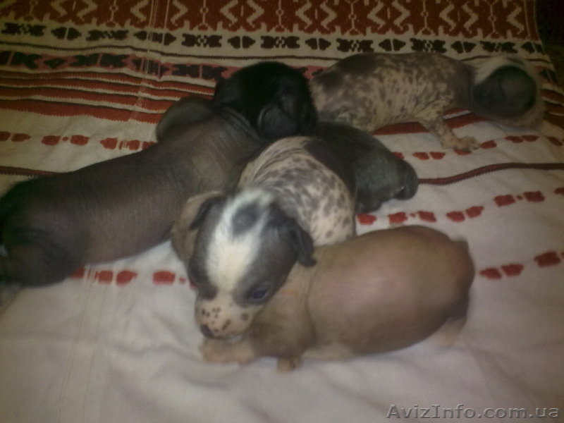 щенки китайской хохлатой - <ro>Изображение</ro><ru>Изображение</ru> #3, <ru>Объявление</ru> #75075