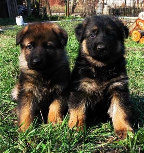 Щенки немецкой овчарки-самая надёжная охрана и всегда любящий друг. - <ro>Изображение</ro><ru>Изображение</ru> #3, <ru>Объявление</ru> #40485