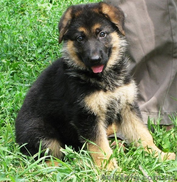 Щенки немецкой овчарки-самая надёжная охрана и всегда любящий друг. - <ro>Изображение</ro><ru>Изображение</ru> #2, <ru>Объявление</ru> #40485