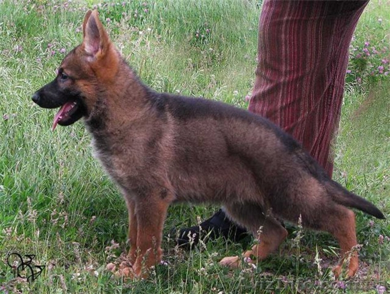 Щенки немецкой овчарки-самая надёжная охрана и всегда любящий друг. - <ro>Изображение</ro><ru>Изображение</ru> #1, <ru>Объявление</ru> #40485