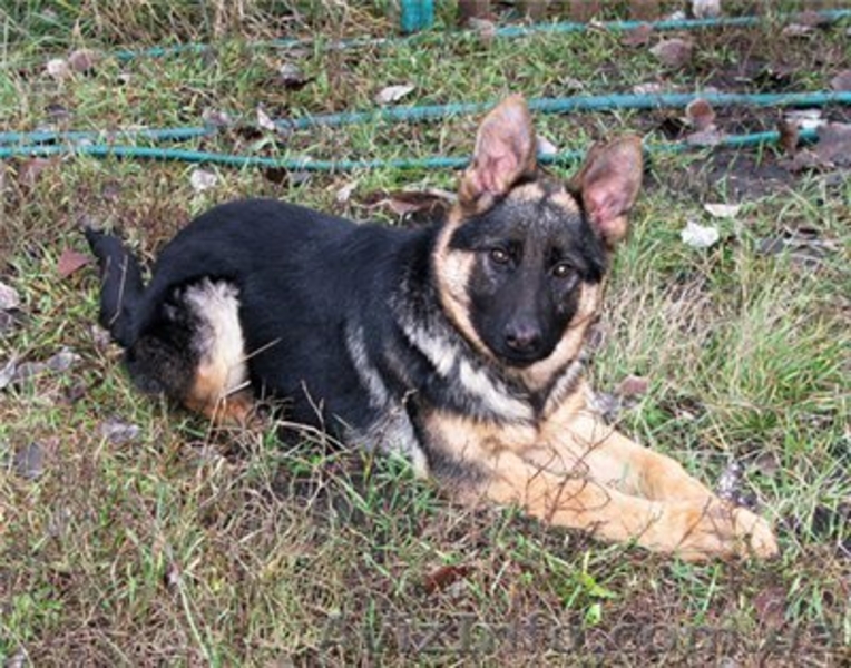 Щенки немецкой овчарки-самая надёжная охрана и всегда любящий друг. - <ro>Изображение</ro><ru>Изображение</ru> #4, <ru>Объявление</ru> #40485