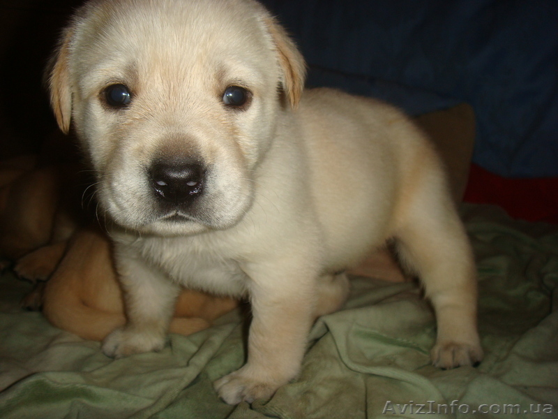 Продам щенков Лабрадора-ретривера - <ro>Изображение</ro><ru>Изображение</ru> #2, <ru>Объявление</ru> #76018
