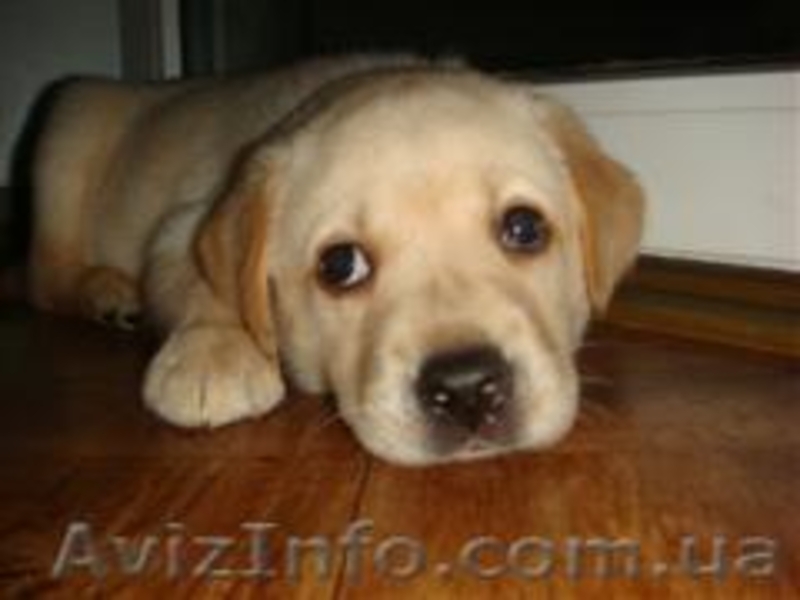 Продам щенков Лабрадора-ретривера - <ro>Изображение</ro><ru>Изображение</ru> #3, <ru>Объявление</ru> #76018