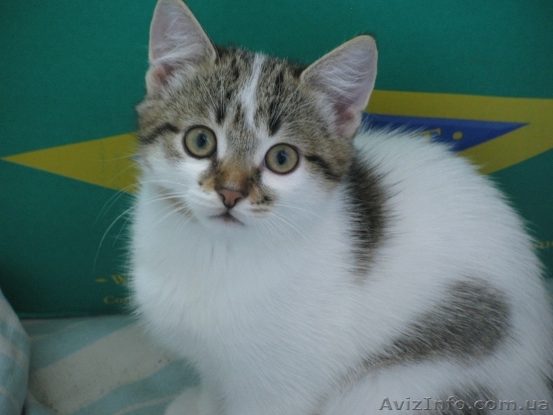 Отдам котенка!Девочку2,5мес.Приучена к горшку.Возможна доставка по Харькову - <ro>Изображение</ro><ru>Изображение</ru> #1, <ru>Объявление</ru> #86524