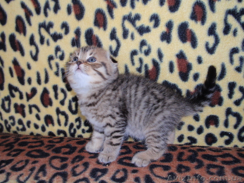 продаю шотландских котяточек - <ro>Изображение</ro><ru>Изображение</ru> #2, <ru>Объявление</ru> #81294