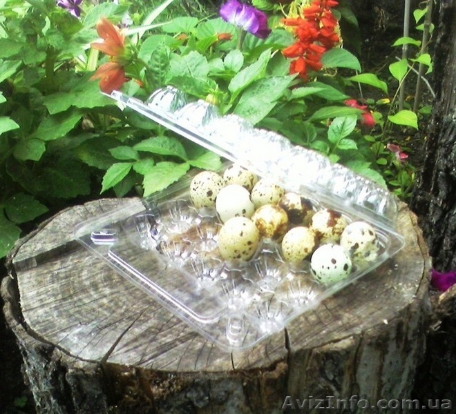 Упаковка для перепелинных яиц - <ro>Изображение</ro><ru>Изображение</ru> #1, <ru>Объявление</ru> #84387