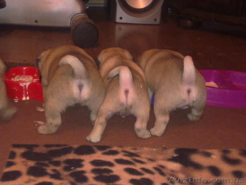 Щенки Мопсика !!! - <ro>Изображение</ro><ru>Изображение</ru> #3, <ru>Объявление</ru> #92442