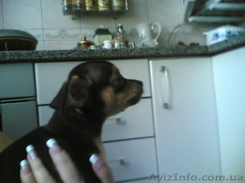 Продам щенков чихуа-хуа 2000гр. - <ro>Изображение</ro><ru>Изображение</ru> #3, <ru>Объявление</ru> #91858