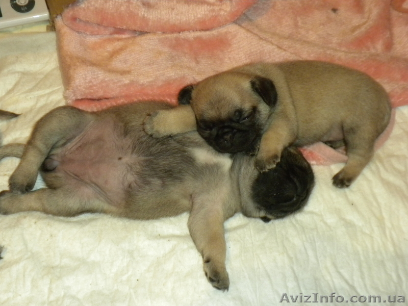 Щенки Мопсика !!! - <ro>Изображение</ro><ru>Изображение</ru> #2, <ru>Объявление</ru> #92442