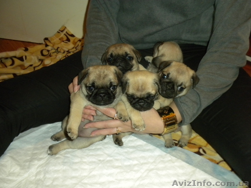 Щенки Мопсика !!! - <ro>Изображение</ro><ru>Изображение</ru> #1, <ru>Объявление</ru> #92442