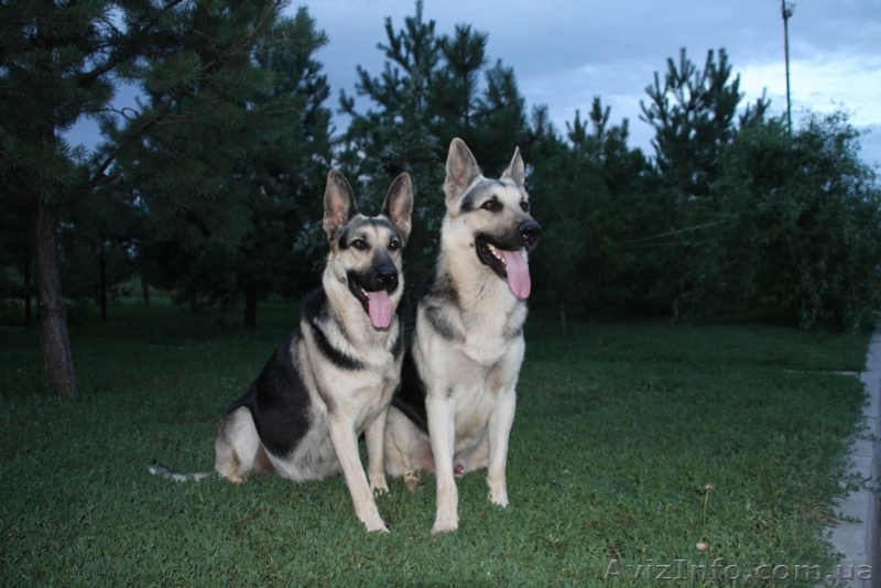 Элитные щенки Восточно-европейской овчарки - <ro>Изображение</ro><ru>Изображение</ru> #1, <ru>Объявление</ru> #95697