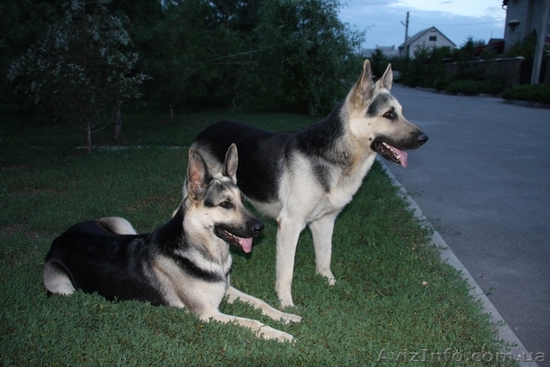 Элитные щенки Восточно-европейской овчарки - <ro>Изображение</ro><ru>Изображение</ru> #2, <ru>Объявление</ru> #95697