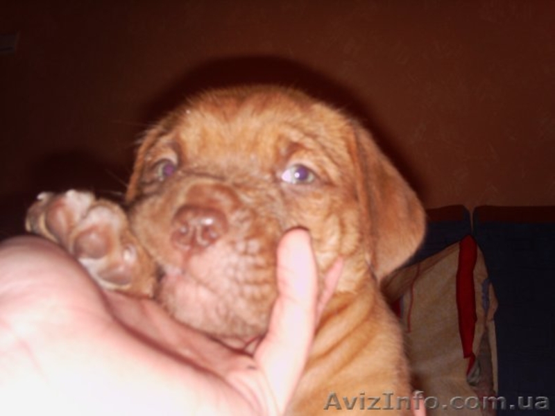 Продам щенка Бордовского дога - <ro>Изображение</ro><ru>Изображение</ru> #2, <ru>Объявление</ru> #87839