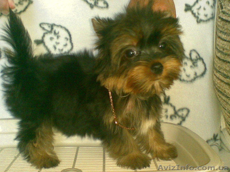 щенок к новому году - <ro>Изображение</ro><ru>Изображение</ru> #2, <ru>Объявление</ru> #118033