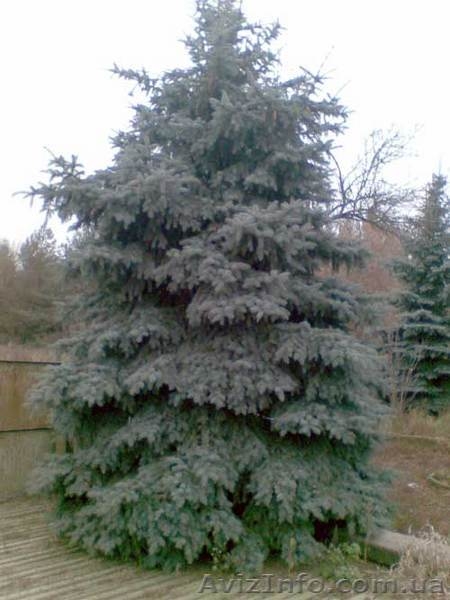 Продам две голубые ели. - <ro>Изображение</ro><ru>Изображение</ru> #1, <ru>Объявление</ru> #103156