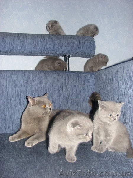 котята британцы, вислоухие шотландцы - <ro>Изображение</ro><ru>Изображение</ru> #1, <ru>Объявление</ru> #106443