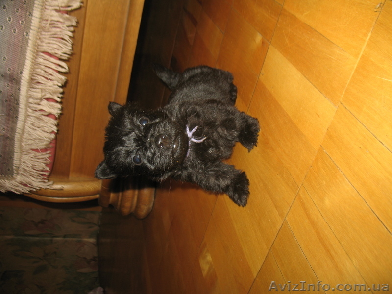 Щенки скотч терьера - <ro>Изображение</ro><ru>Изображение</ru> #1, <ru>Объявление</ru> #114146