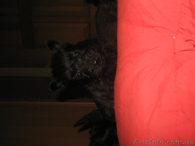 Щенки скотч терьера - <ro>Изображение</ro><ru>Изображение</ru> #2, <ru>Объявление</ru> #114146