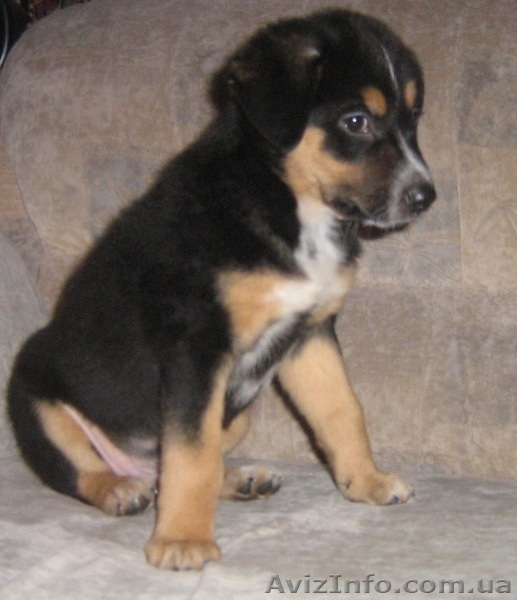 Отдам щенков в хорошие руки. - <ro>Изображение</ro><ru>Изображение</ru> #2, <ru>Объявление</ru> #117371