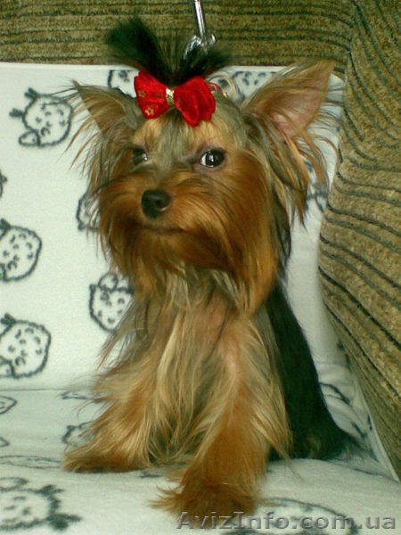 новогодние подари - <ro>Изображение</ro><ru>Изображение</ru> #1, <ru>Объявление</ru> #132767