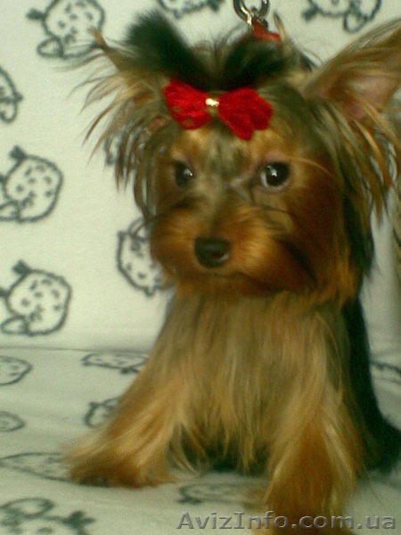 новогодние подари - <ro>Изображение</ro><ru>Изображение</ru> #2, <ru>Объявление</ru> #132767