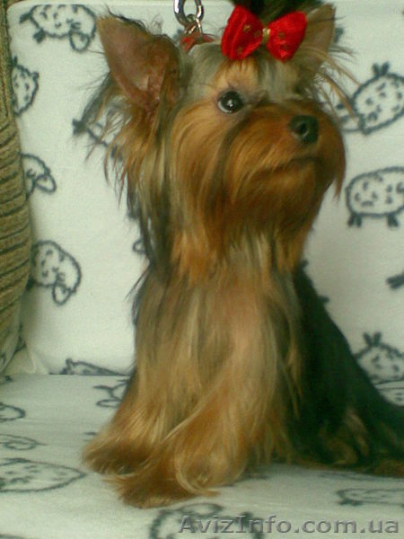 новогодние подари - <ro>Изображение</ro><ru>Изображение</ru> #5, <ru>Объявление</ru> #132767