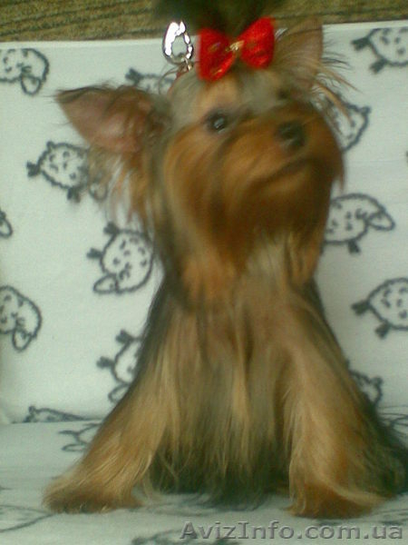 новогодние подари - <ro>Изображение</ro><ru>Изображение</ru> #3, <ru>Объявление</ru> #132767