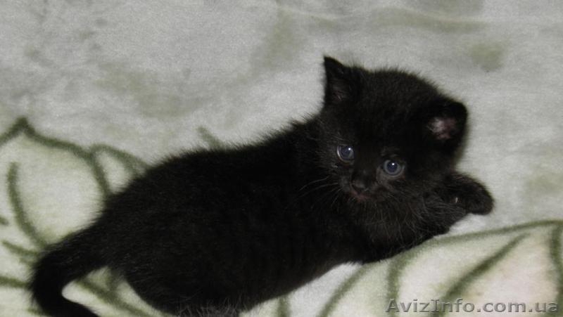 Продам смешанного британского котеночка - <ro>Изображение</ro><ru>Изображение</ru> #1, <ru>Объявление</ru> #121490