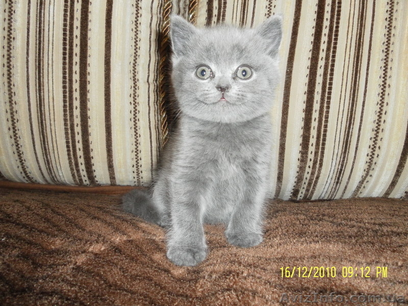 продаю шотландских котят!! - <ro>Изображение</ro><ru>Изображение</ru> #1, <ru>Объявление</ru> #129291